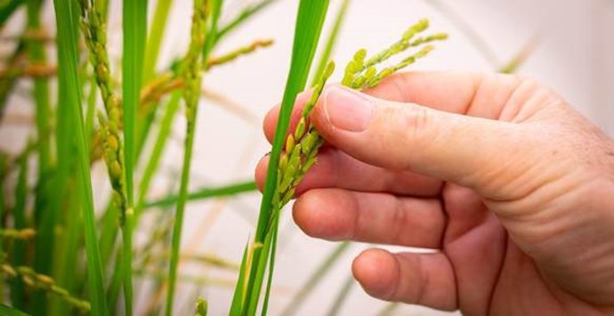 Imagem de uma espiga de arroz no CBGP-UPM-INIA.