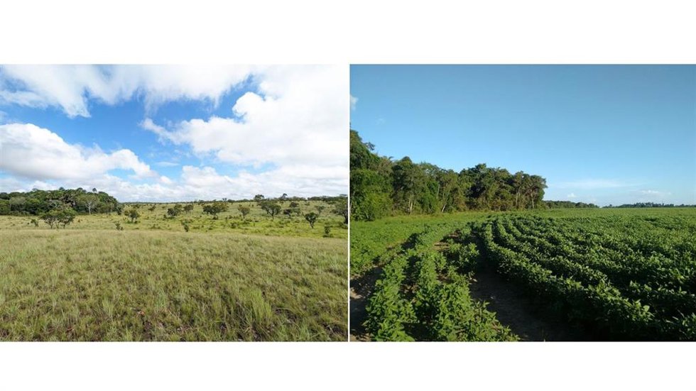 La expansión de monocultivos amenaza a los murciélagos y al equilibrio ecológico de la Amazonía
