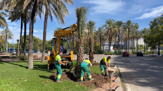 Labores de plantación de nuevas palmeras en la calle Marie Curie de Sevilla.