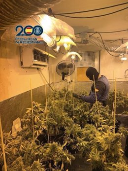 Marihuana intervenida en la barriada del Sector Sur de Córdoba.