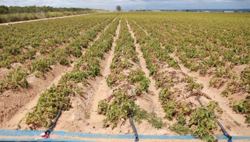 Es Andalucía - Sevilla
