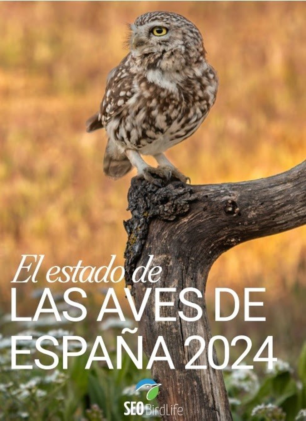 Portada del informe. Foto mochuelo europeo