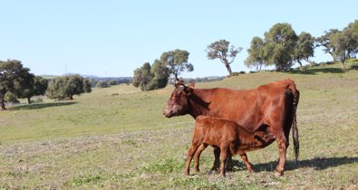 Es Andalucía - Sevilla