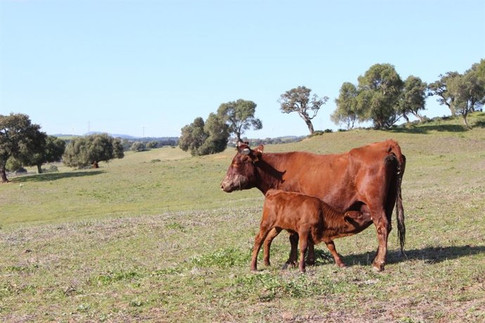 La Junta tramita ayudas por cerca de 600.000 euros para respaldar al sector ganadero de Andalucía.