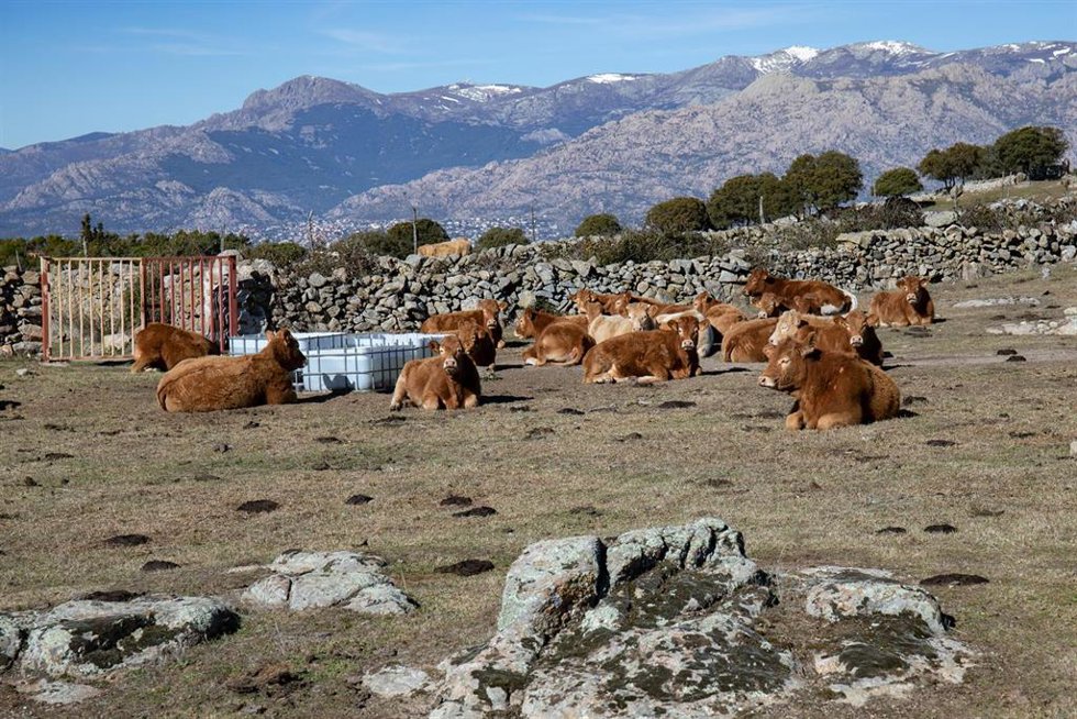 Archivo - Varías vacas descansan 
