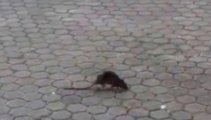 Archivo - Imagen de una rata en el acerado de una calle de las que está recibiendo estos días la asociación.