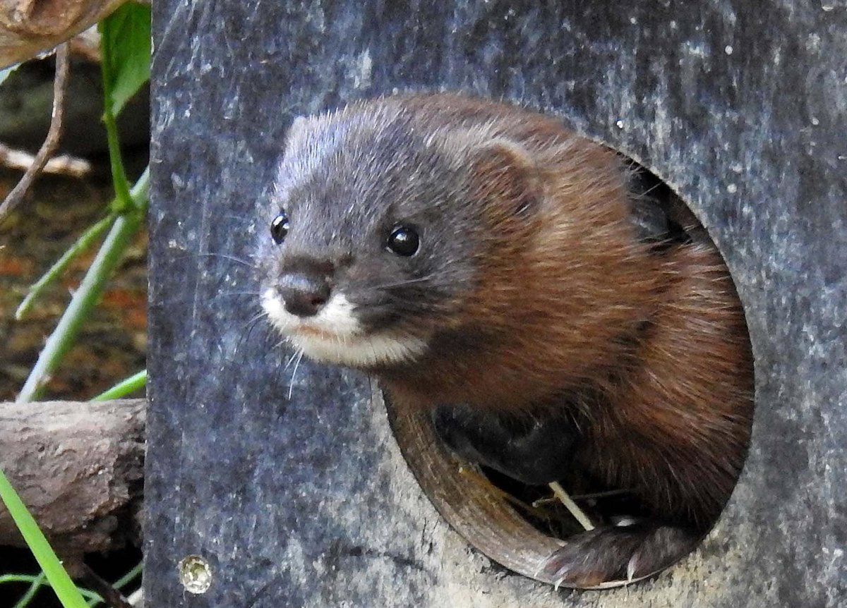 El Congreso aprueba una PNL socialista con medidas para evitar la extinción del visón europeo tan presente en La Rioja