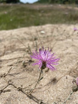 The Riva Mullein Saved From Extinction