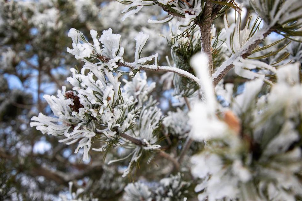 Archivo - Imagen de archivo de las ramas de un árbol cubiertas de nieve.