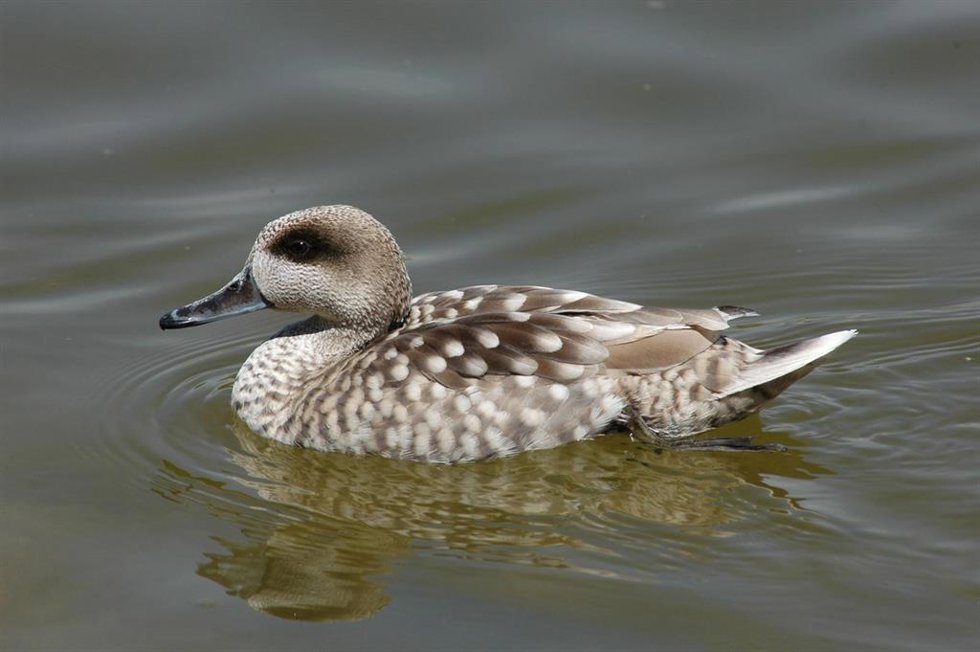 Ejemplar de cerceta pardilla en Doñana.
