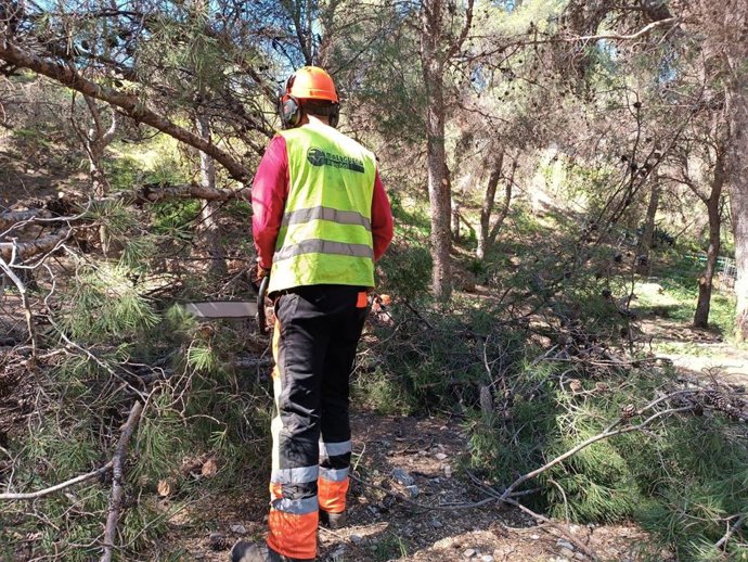 Archivo - Imagen de trabajos selvícolas.