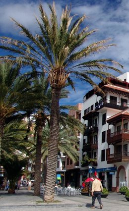 Archivo - Palmera canaria