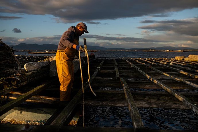 Archivo - Recogida y encuerde de la cría del mejillón en la costa de Pontevedra, a 1 de diciembre de 2023, en Pontevedra, Galicia (España). 