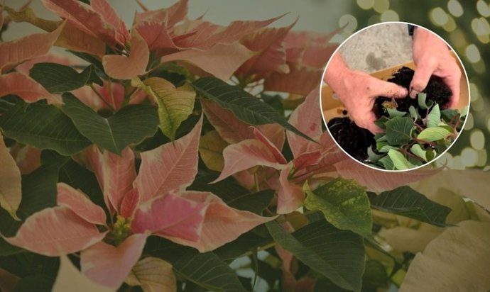 Folhas flácidas e caules moles: o inimigo invisível que mata sua poinsétia, mesmo que ela pareça saudável.