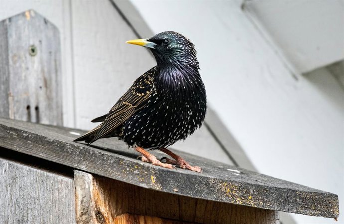 Recurso Starling