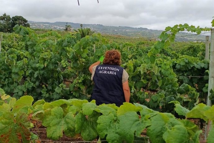 Archivo - Una técnica de extensión agraria analiza fincas en Tenerife para detectar focos de filoxera