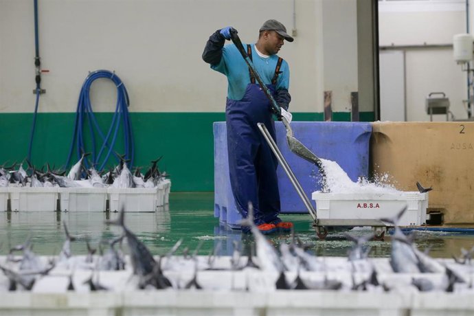 Archivo - Descarga de bonito en el Puerto de Burela (Lugo) Galicia