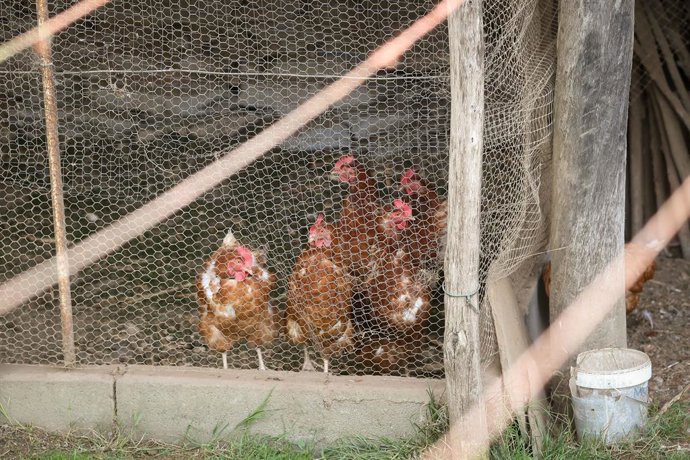 Gallinas en gallineros en A Mariña, a 9 de noviembre de 2025, en A Mariña, Lugo, Galicia (España). Se trata de explotaciones avícolas de los concellos de Barreiros, Ribadeo y A Pontenova.