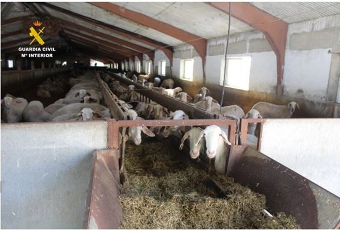 Imagen de la granja ovina de Olmedo facilitada por la Guardia Civil