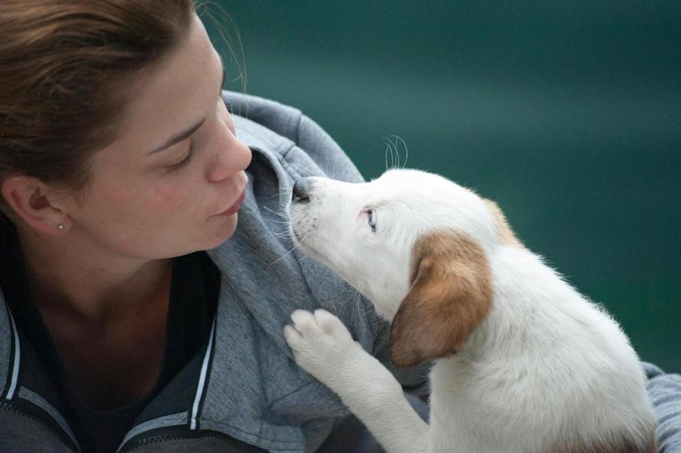 Tenerife creará un programa insular de atención y protección a mascotas de mujeres víctimas de violencia de género