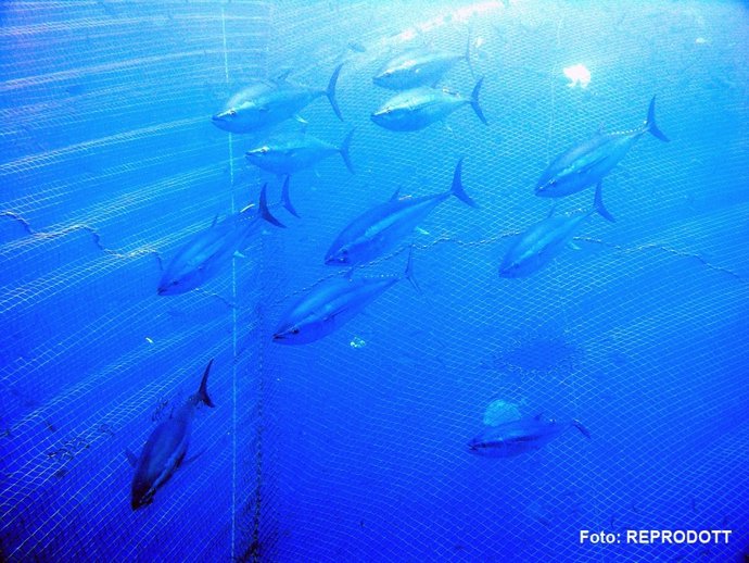 Archivo - Los juveniles de atún rojo cambian su dieta en el Mediterráneo ante el declive de sardinas y boquerones, según un estudio del Instituto de Ciencias del Mar (ICM-CSIC) y el Instituto Español de Oceanografía (IEO-CSIC) 