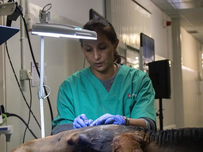 Imagen de una de las cirugías equinas practicadas en el Hospital Veterinario de la ULE en el congreso internacional 'Upper repiratory tract surgery'.