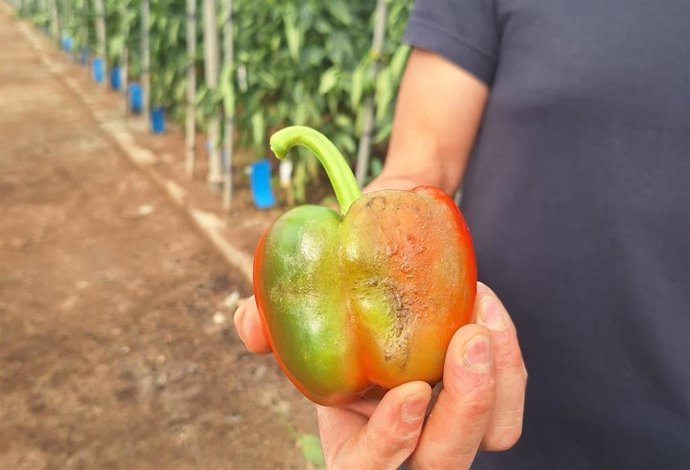 Pimiento afectado por parvispinus.