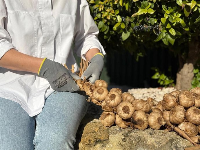 Elaboración de una trenza o ristra de ajo negro.