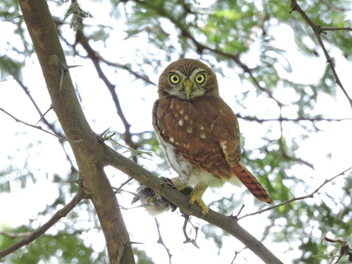 Una de las aves características de los bosques secos tropicales de Ecuador