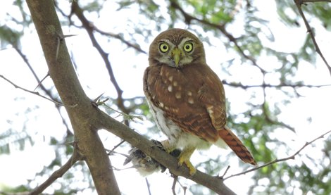 notibrasil sociedade