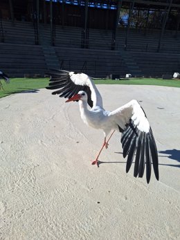 Terra Natura Benidorm acull una cigonya rescatada després de patir un accident d'estesa elèctrica