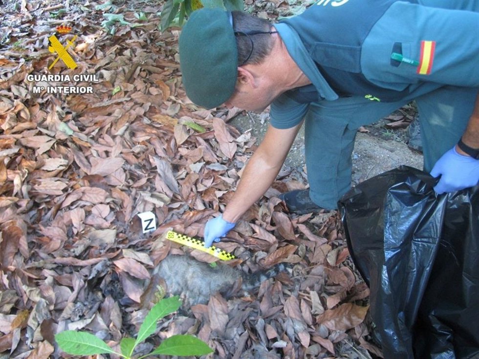 Un agente recoge muestras del cadáver de un gato doméstico cerca de una finca antes sospechas de uso de cebos envenenados.