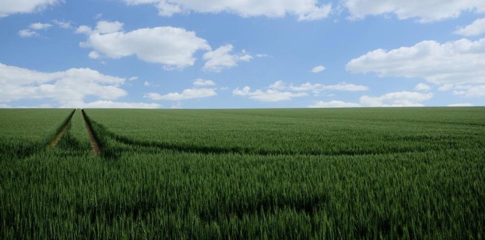 Espigas verdes en un campo.