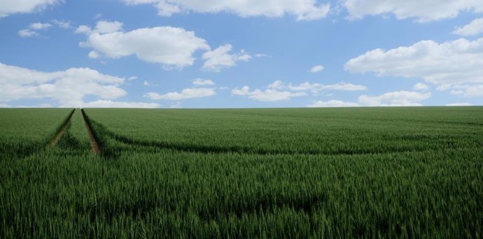Espigas verdes en un campo.