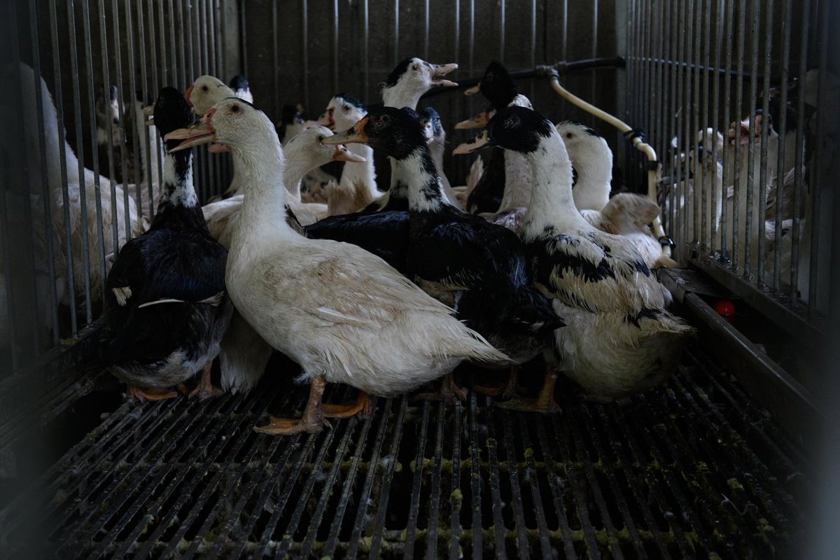 Sumar lleva al Congreso su petición para prohibir la alimentación forzada en la producción de foie gras