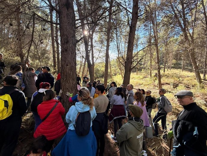 Un centenar de voluntarios plantan 140 pinsapos en el Parque Nacional Sierra de las Nieves por la Diputación.