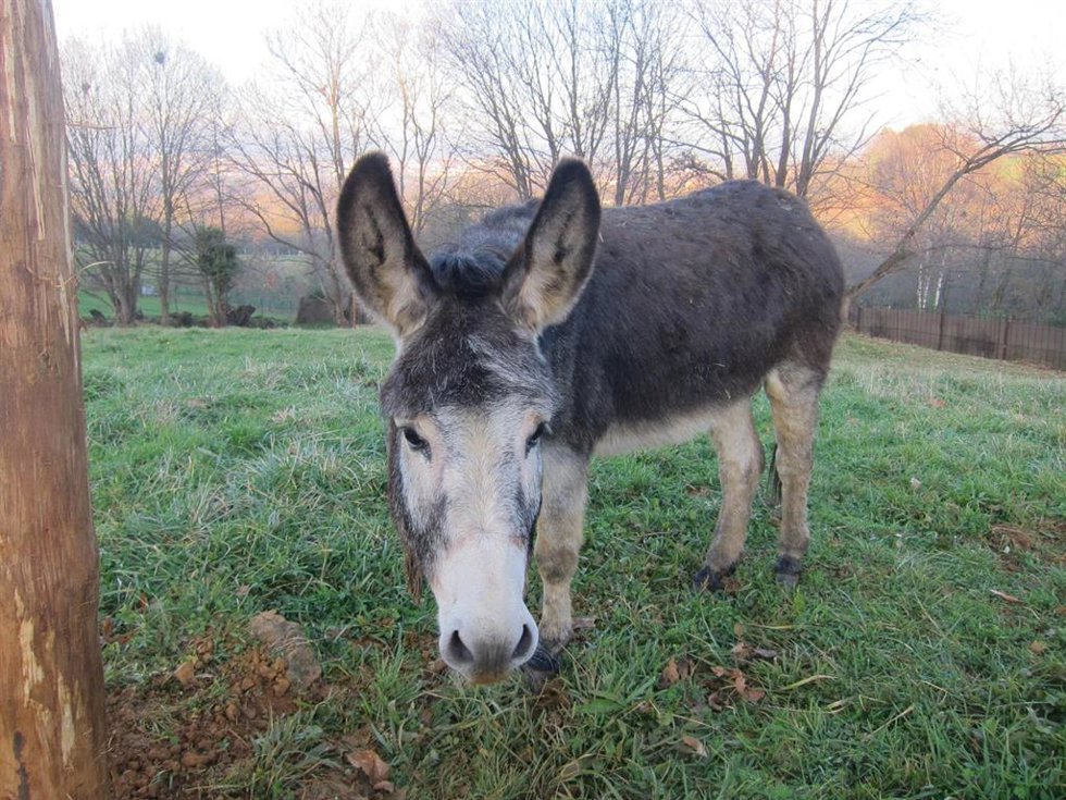 Archivo - Burro