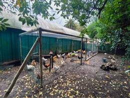 Aviario del parque de Isabel la Católica de Gijón donde se ha detectado un foco urbano de gripe aviar.
