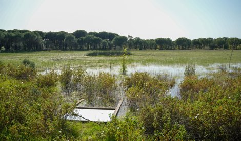 Es Andalucía - Sevilla