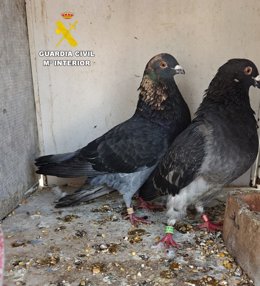 La Guàrdia Civil recupera a Almassora 9 coloms esportius