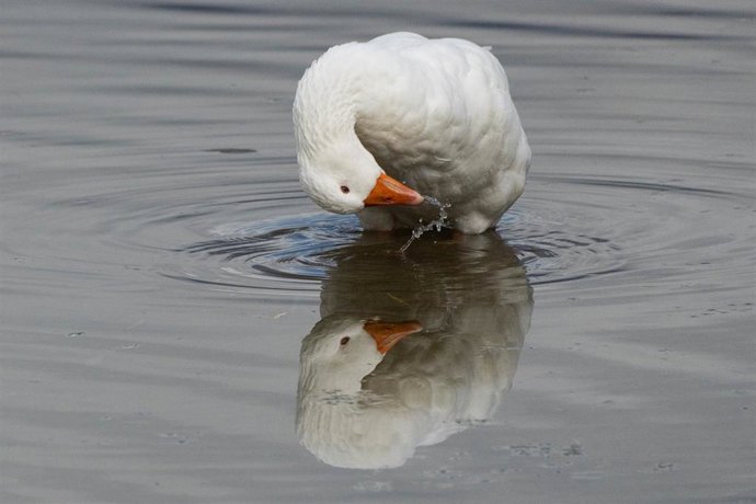 Archivo - Foto de archivo de una oca. 