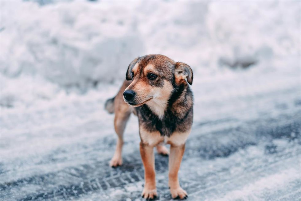 A qué temperatura empieza a sentir frío tu perro y cómo saber si necesita abrigo