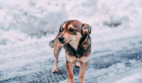 notibrasil sociedade