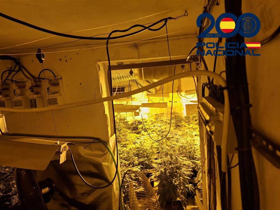 Plantación de marihuana descubierta en la vivienda del detenido