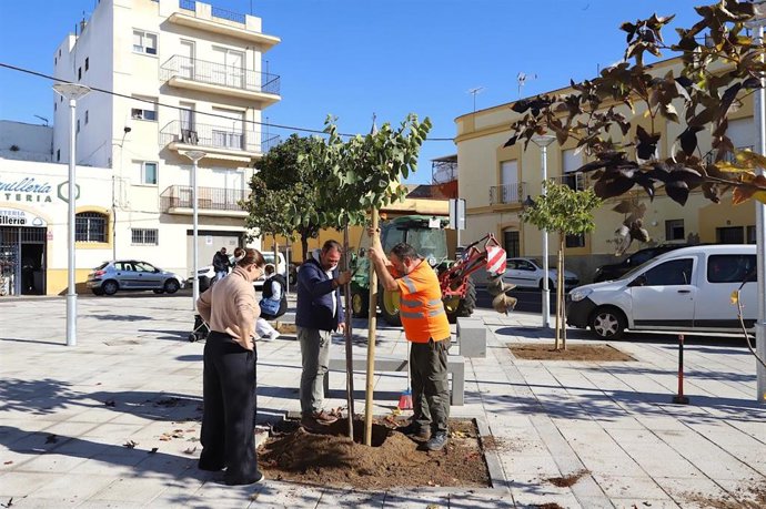 Plantación de arbolado en la plaza del Carbón.