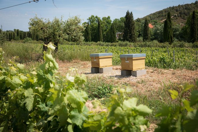 Actividad del Ciclo Viña Viva de Familia Torres