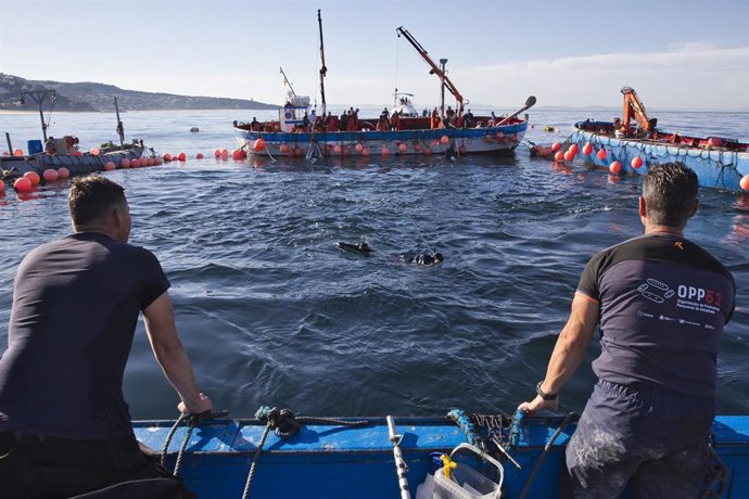 Archivo - Varios pescadores durante una ‘levantá’ del atún en las inmediaciones de Barbate.