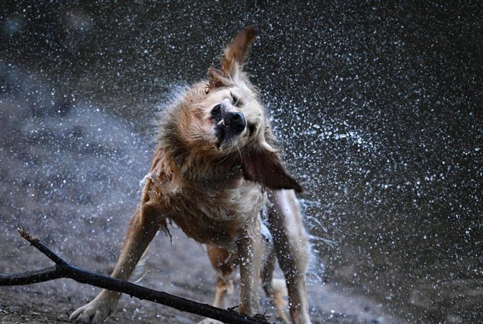 Archivo - 04 April 2021, Hessen, Frankfurt/Main: Abby, a Golden Retriever dog, shakes the water out of her fur after a bath in the Jacobi pond. Photo: Arne Dedert/dpa