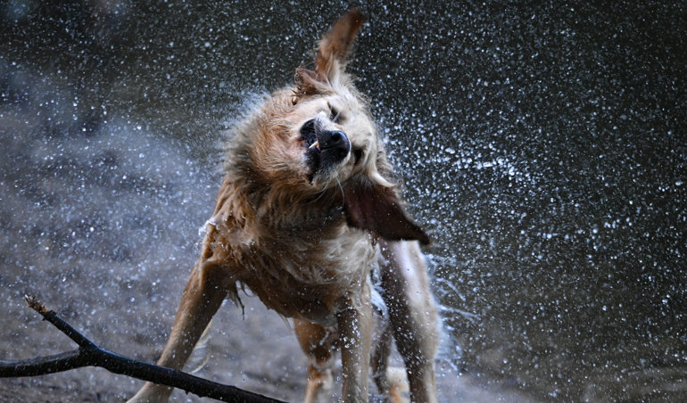 notibrasil sociedade