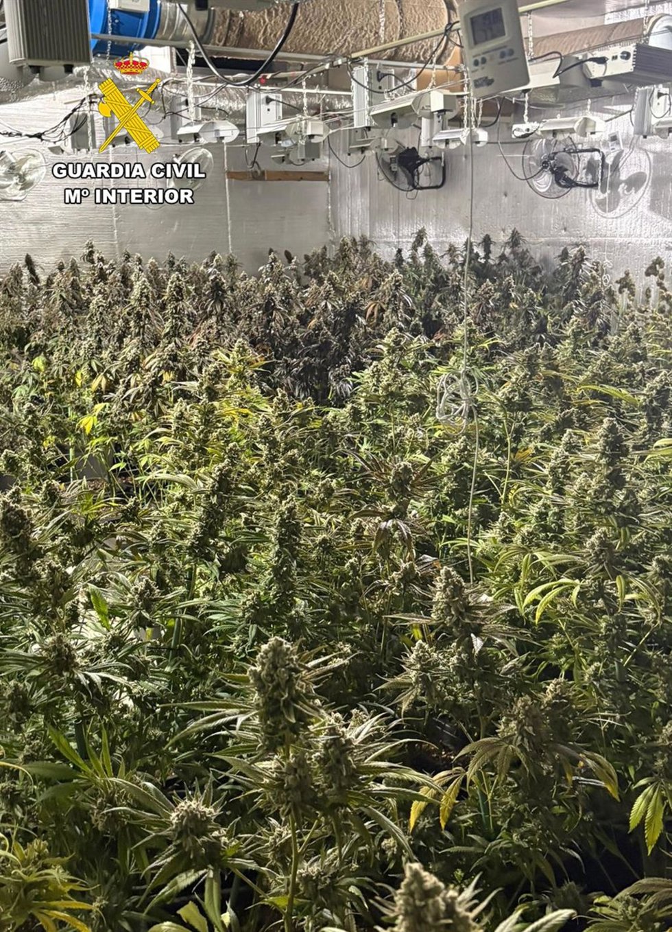 Guardia Civil desmantela en Abanilla un grupo delictivo que cultivaba gran cantidad de marihuana